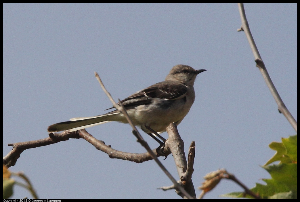 0602-085558-02.jpg - Northern Mockingbird