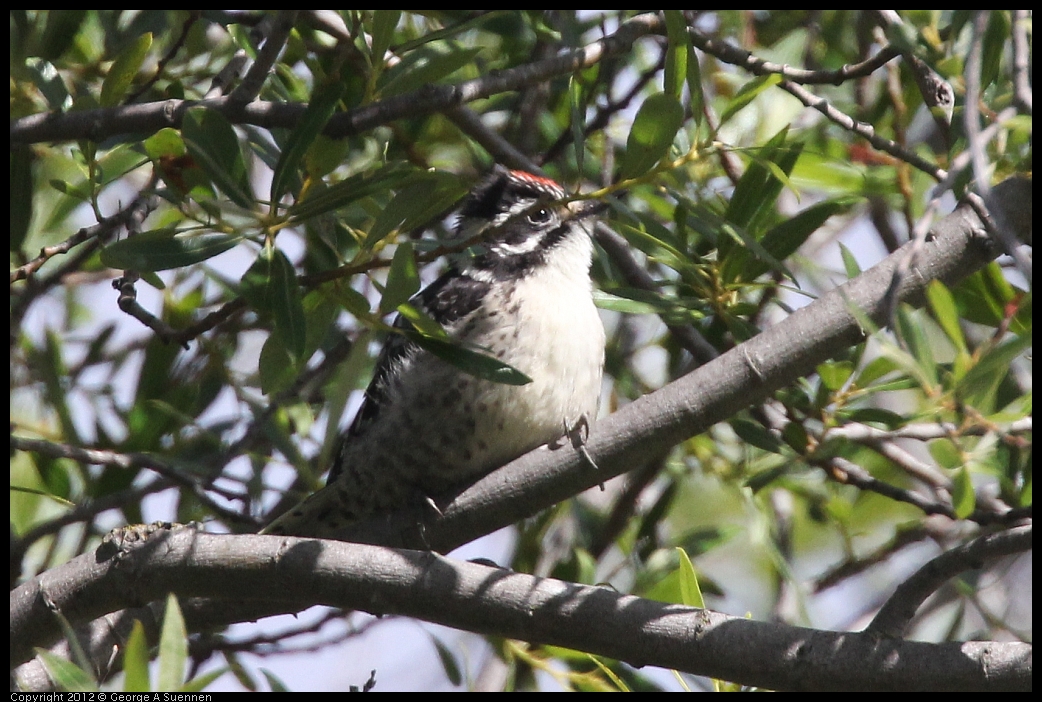 0602-090532-01.jpg - Downy Woodpecker