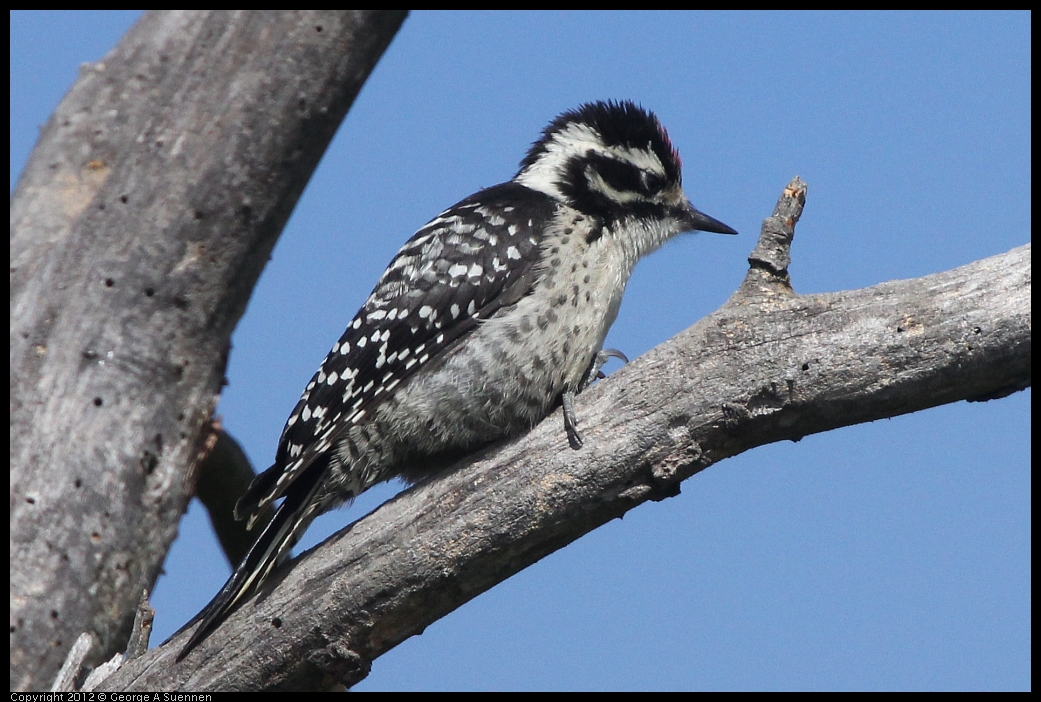 0602-090711-02.jpg - Downy Woodpecker