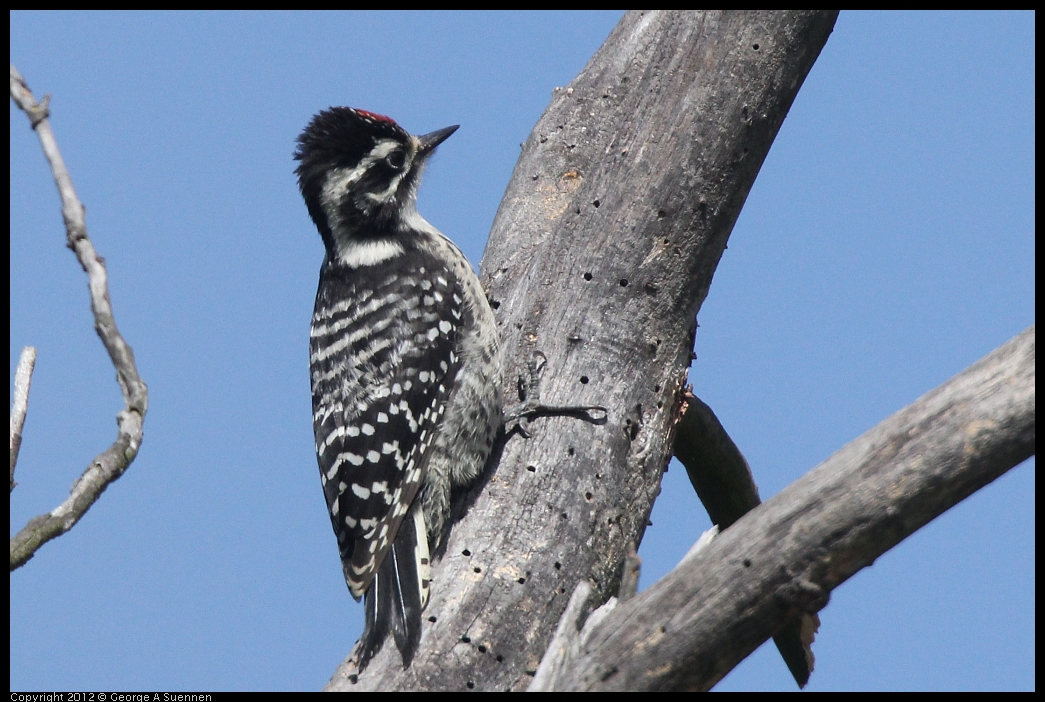 0602-090755-01.jpg - Downy Woodpecker