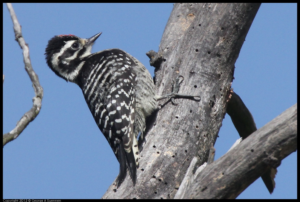 0602-090755-05.jpg - Downy Woodpecker