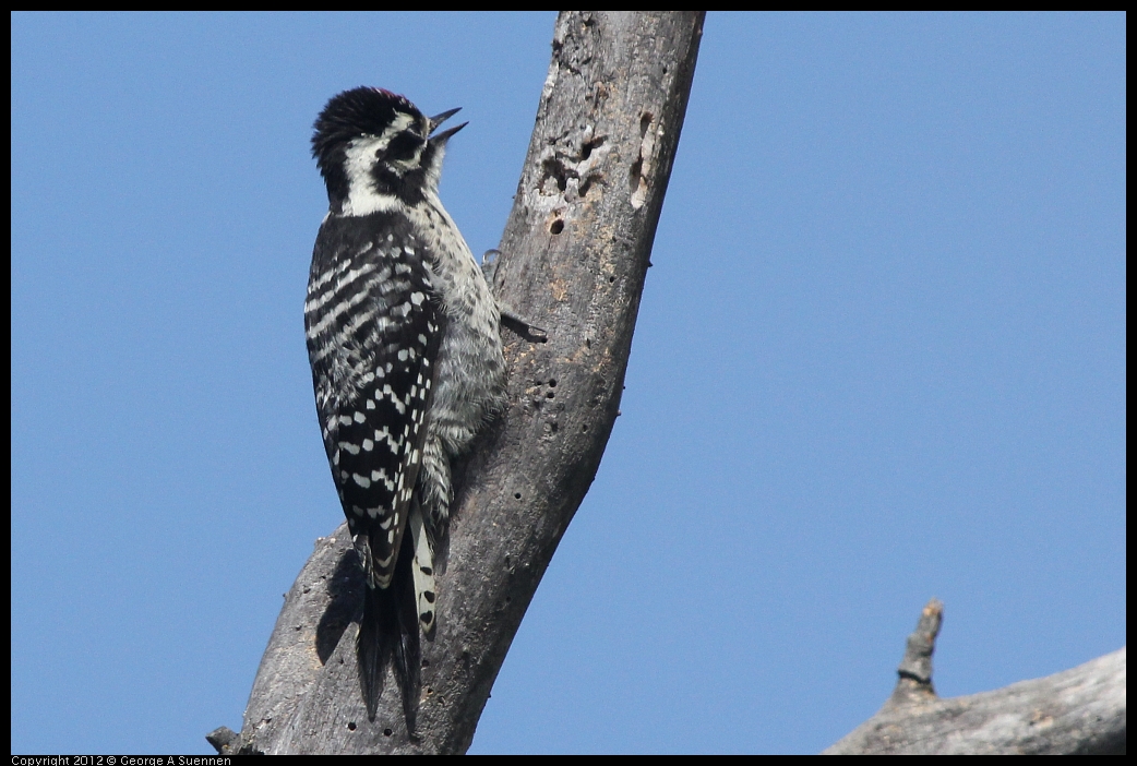 0602-090802-03.jpg - Downy Woodpecker