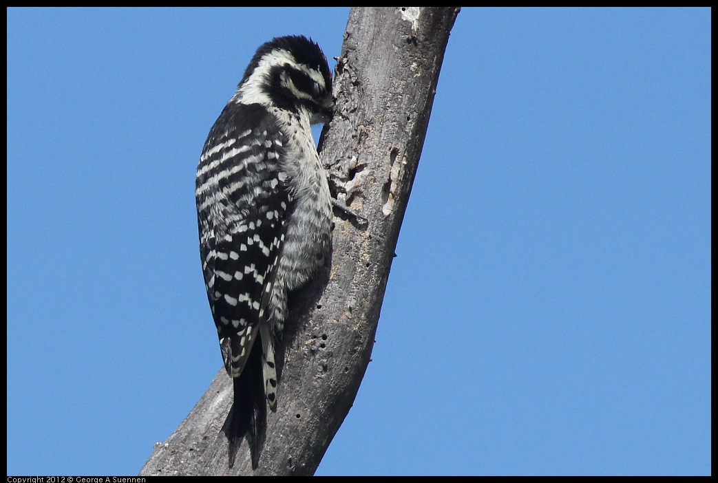 0602-090815-05.jpg - Downy Woodpecker