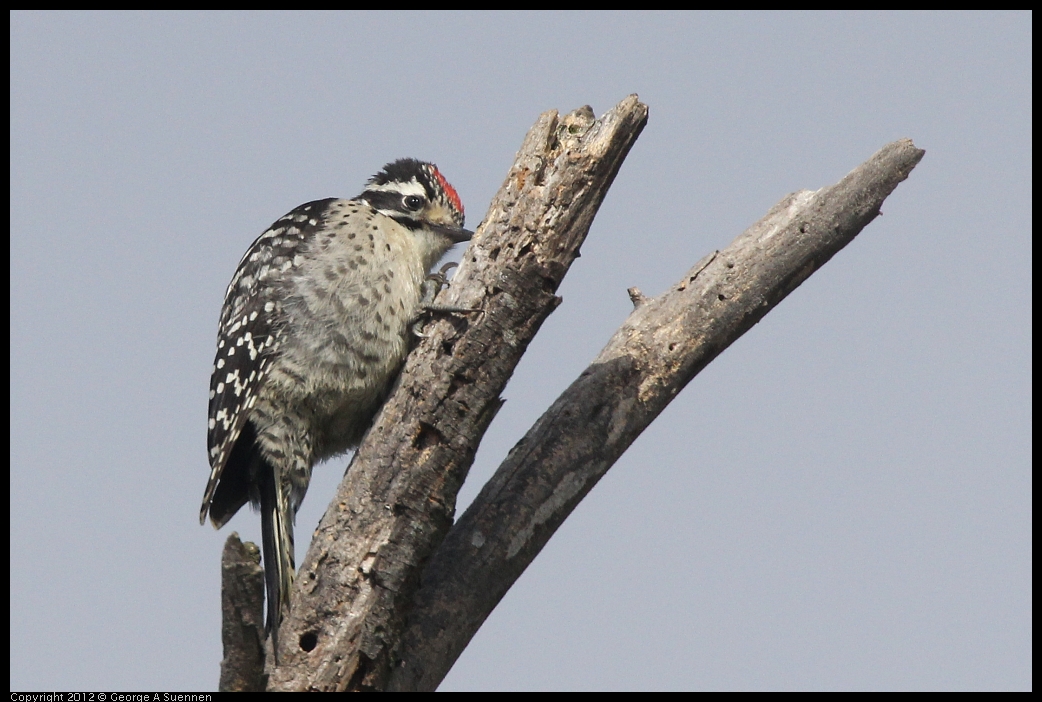 0602-090905-01.jpg - Downy Woodpecker