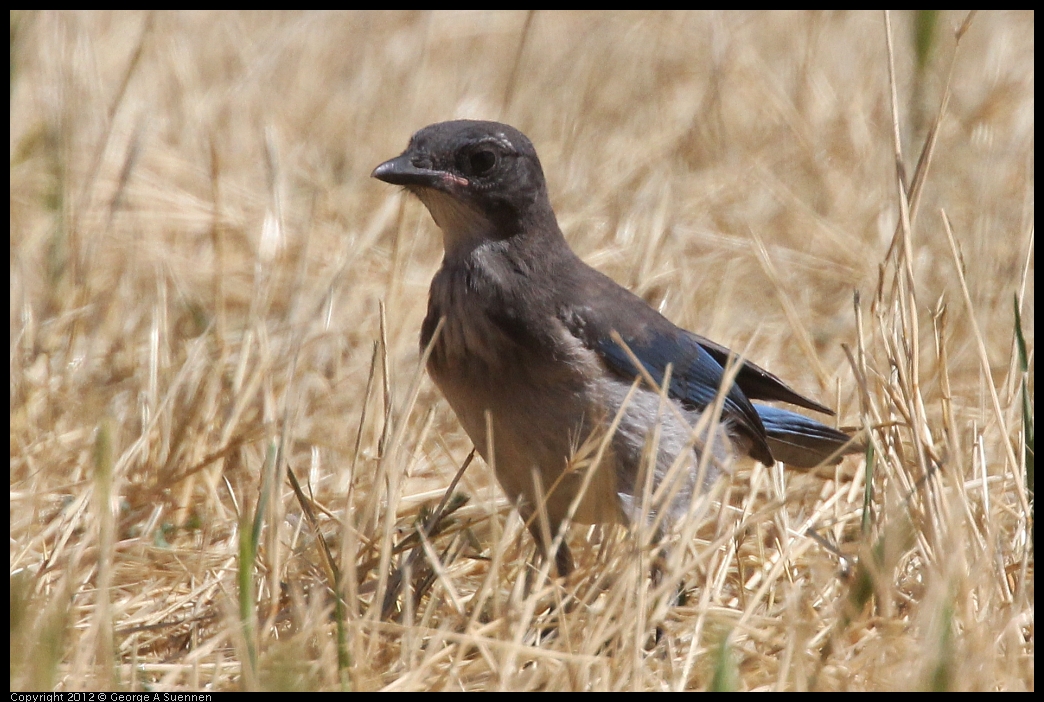 0602-091902-01.jpg - Western Srub-Jay