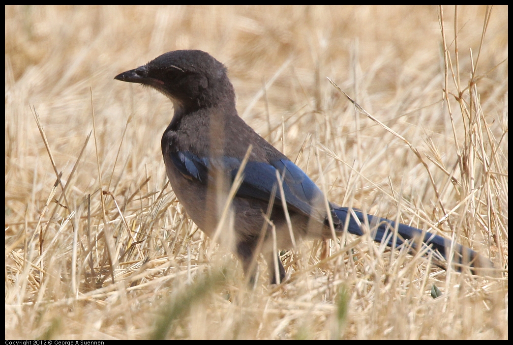 0602-091955-03.jpg - Western Srub-Jay