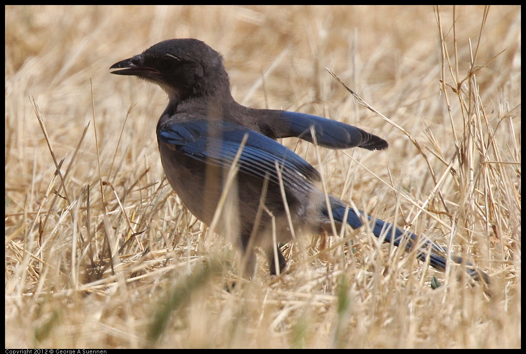 0602-091955-04.jpg - Western Srub-Jay