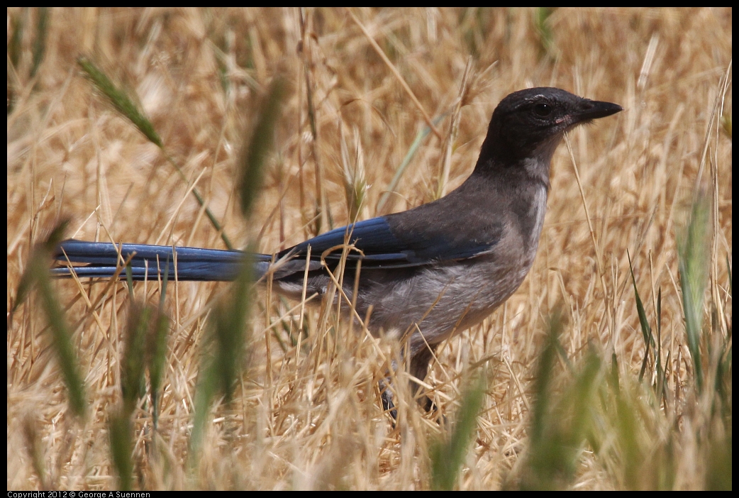 0602-092003-01.jpg - Western Srub-Jay