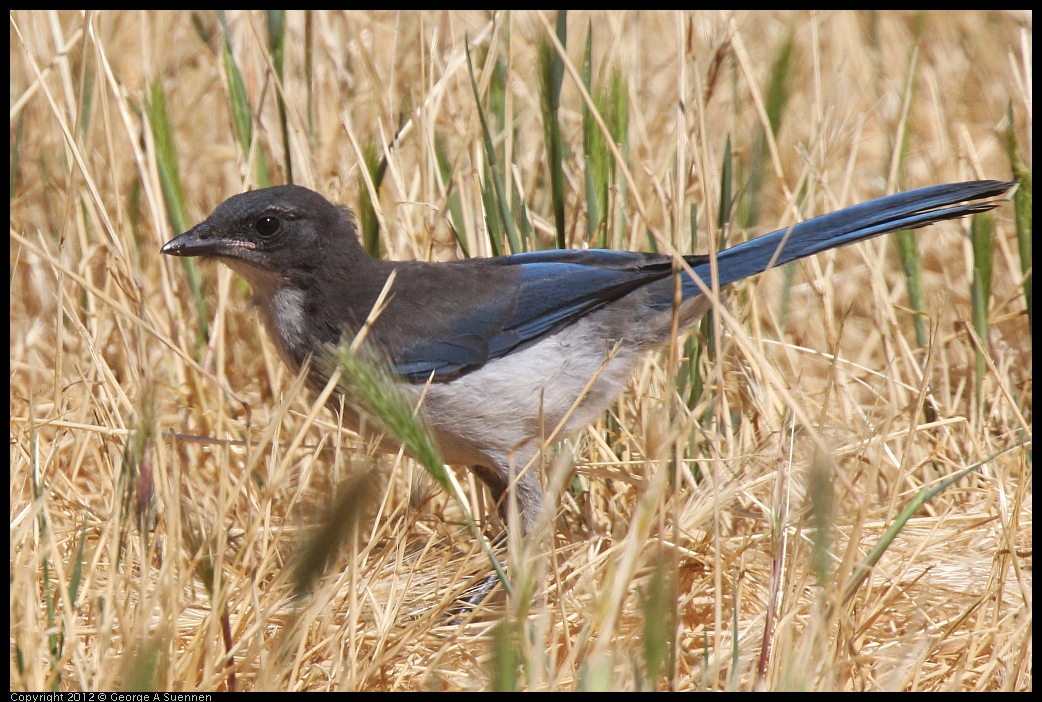 0602-092030-01.jpg - Western Srub-Jay