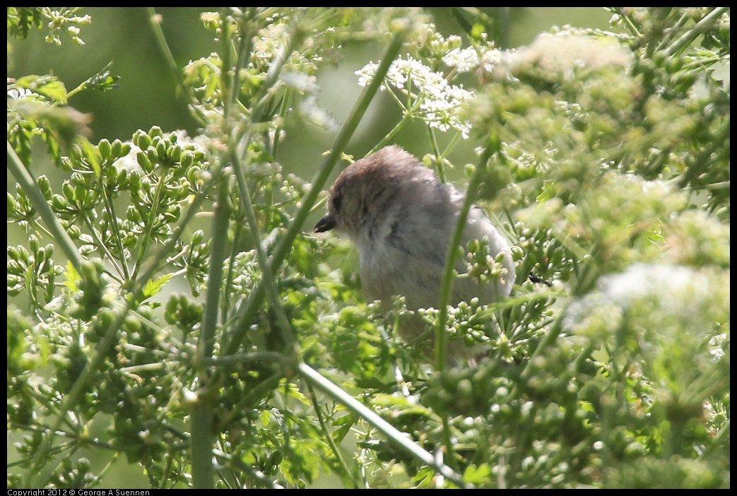 0602-092112-02.jpg -  Bushtit