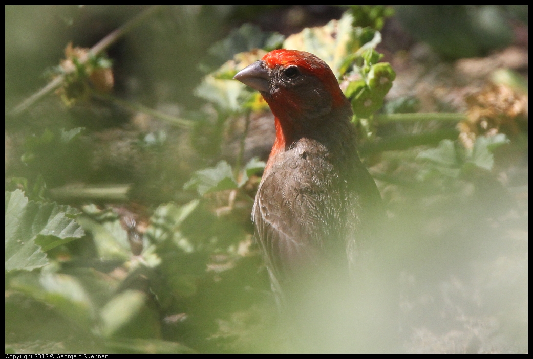 0602-092232-02.jpg - House Finch