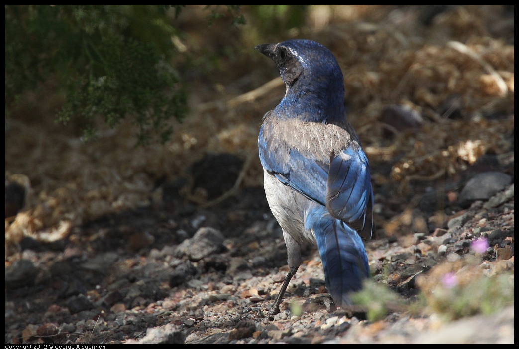 0602-092242-01.jpg - Western Srub-Jay