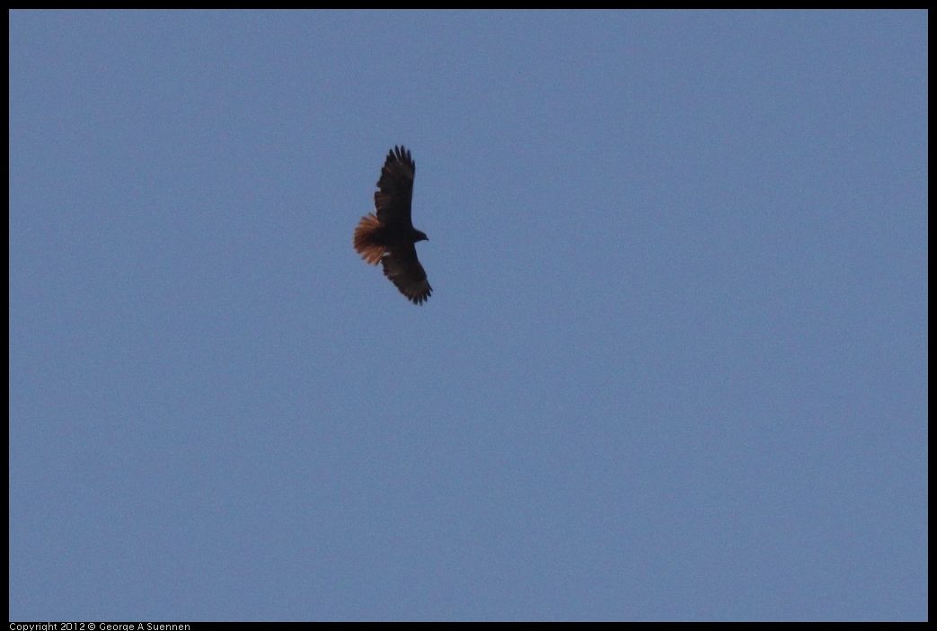 0602-092619-01.jpg - Red-tailed Hawk (Id purposes only)