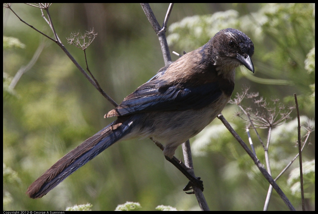 0602-092819-02.jpg - Western Srub-Jay