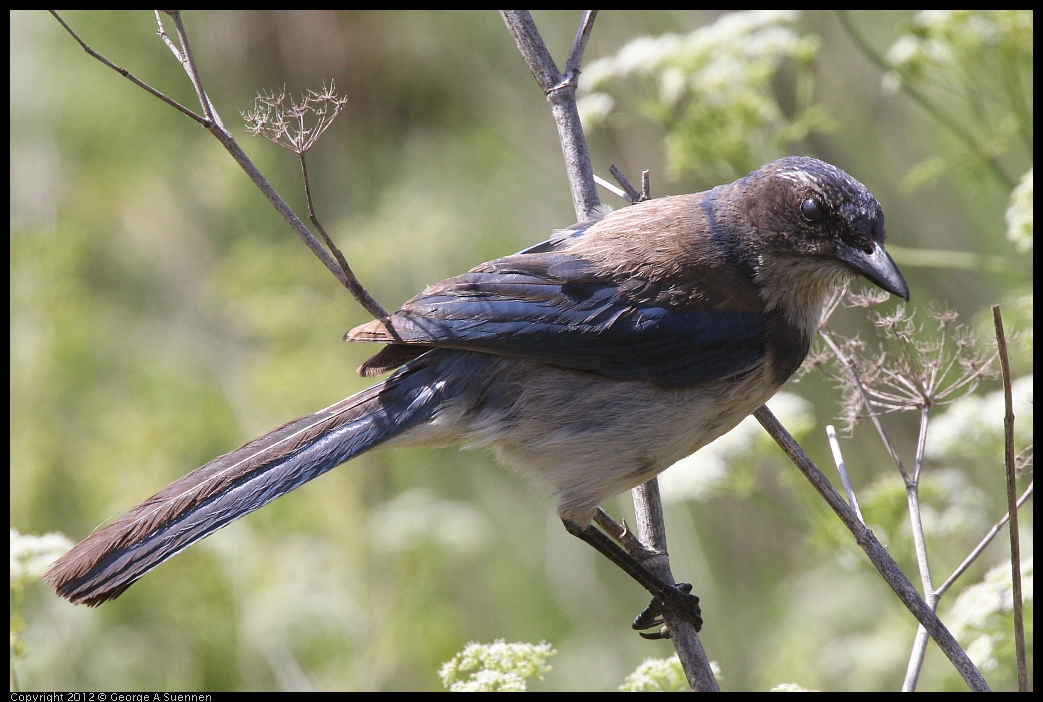 0602-092820-01.jpg - Western Srub-Jay