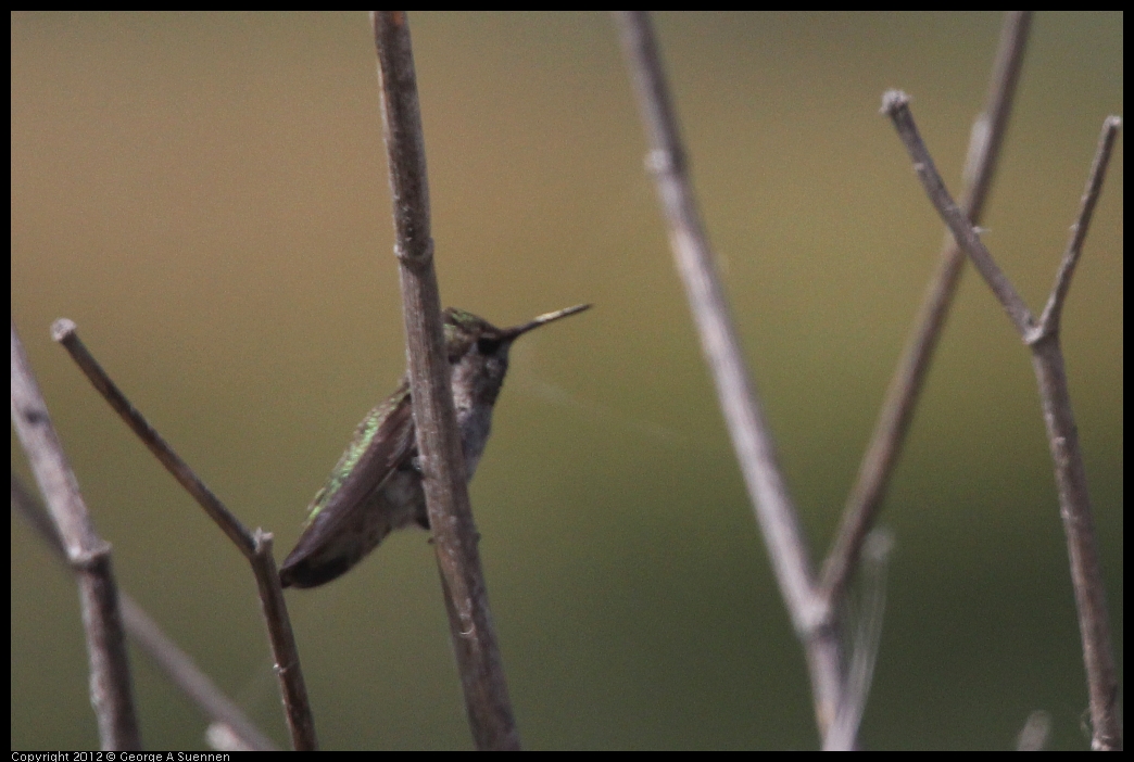 0602-092927-03.jpg - Anna's Hummingbird