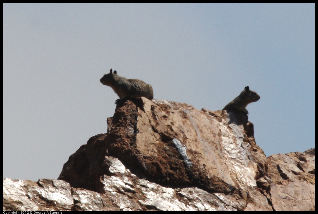 0602-093037-03.jpg - Ground Squirrels