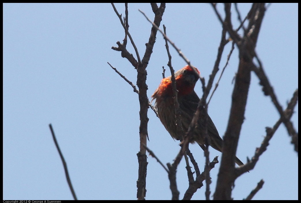 0602-093046-02.jpg - House Finch