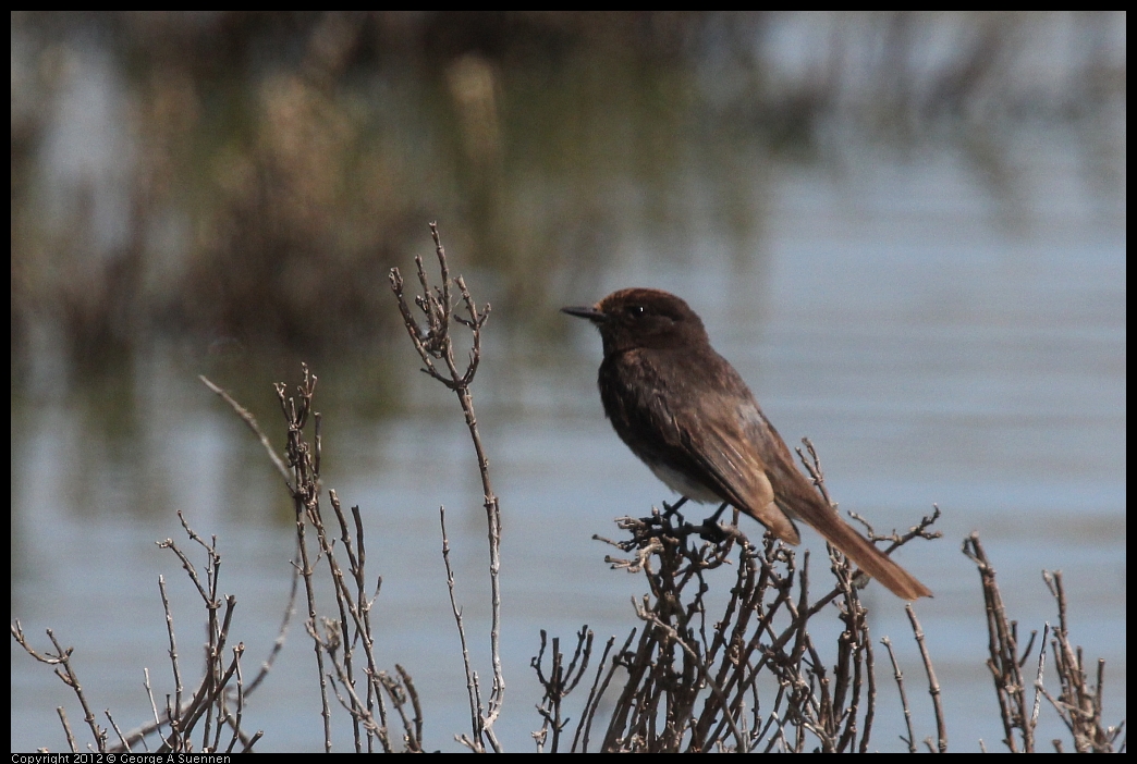 0602-094027-01.jpg - Black Phoebe