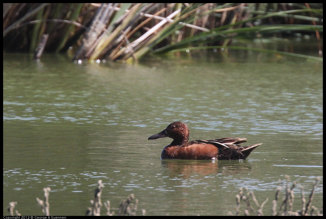 0602-094139-01.jpg - Cinnamon Teal