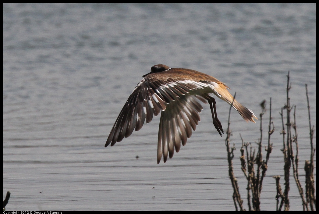 0602-094144-04.jpg - Killdeer