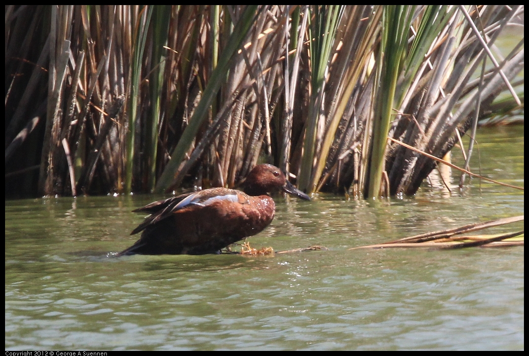 0602-094324-03.jpg - Cinnamon Teal