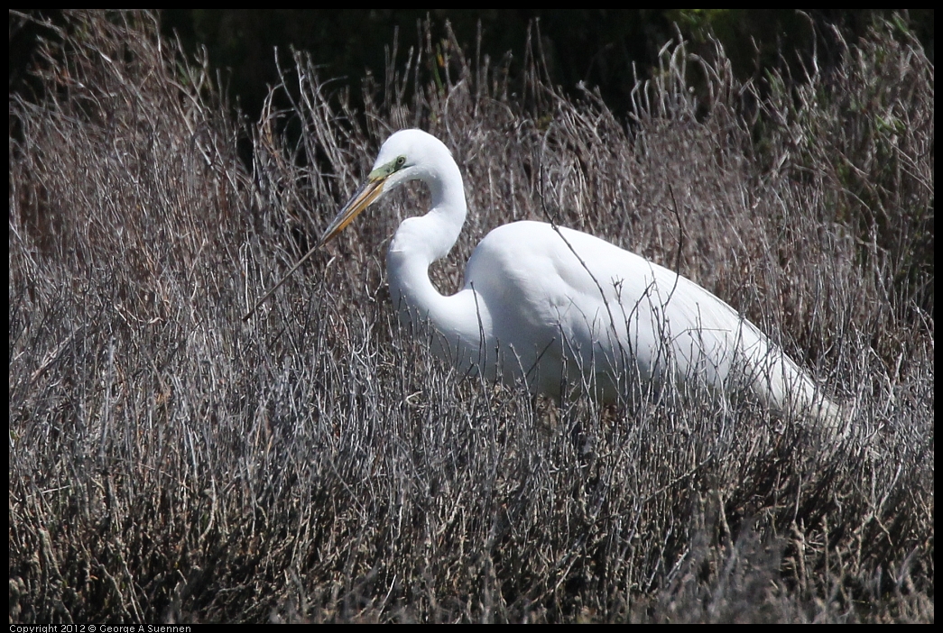 0602-094409-03.jpg - Great Egret