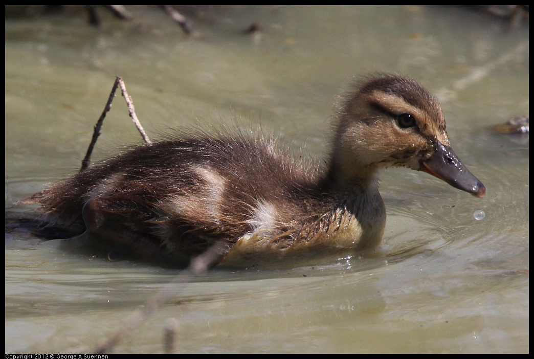 0602-094630-03.jpg - Mallard ducklings