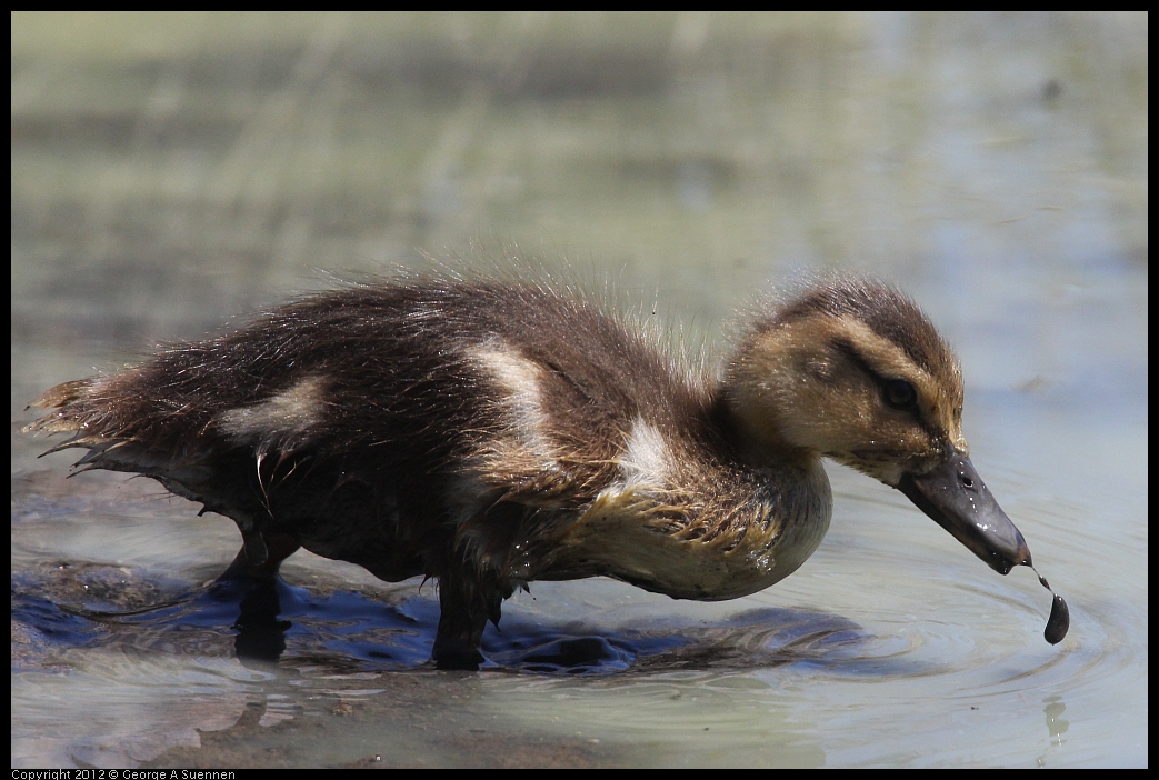 0602-094641-01.jpg - Mallard ducklings