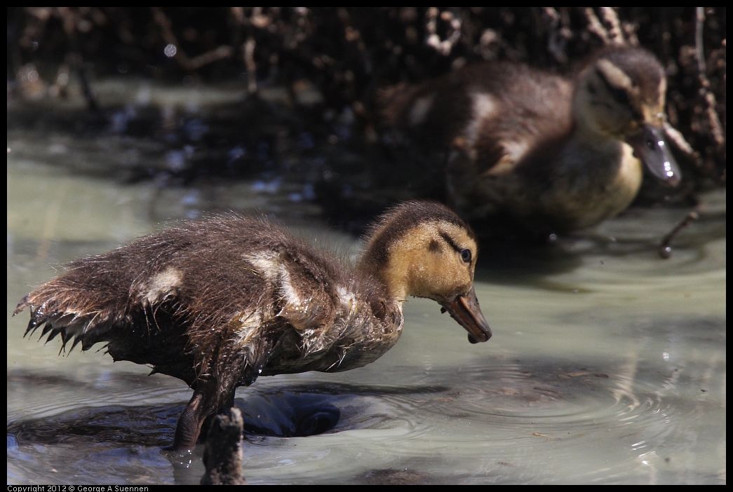 0602-094710-01.jpg - Mallard ducklings