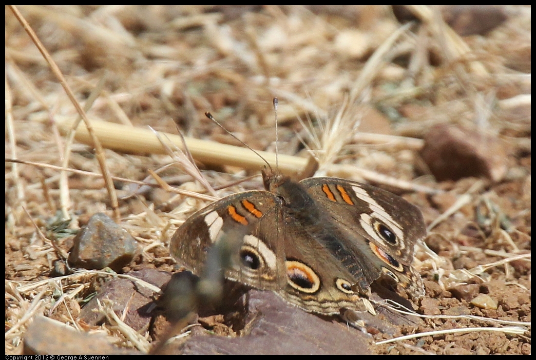 0602-095516-01.jpg - Butterfly