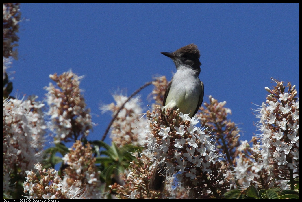 0602-100325-02.jpg - Ash-throated Flycatcher