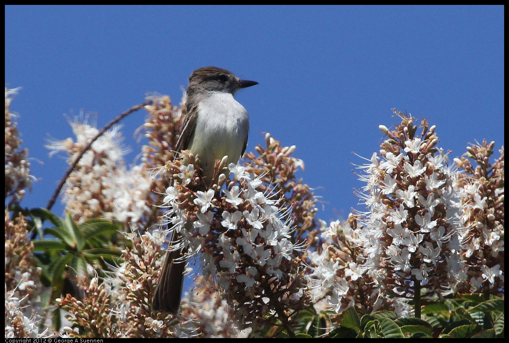 0602-100333-01.jpg - Ash-throated Flycatcher