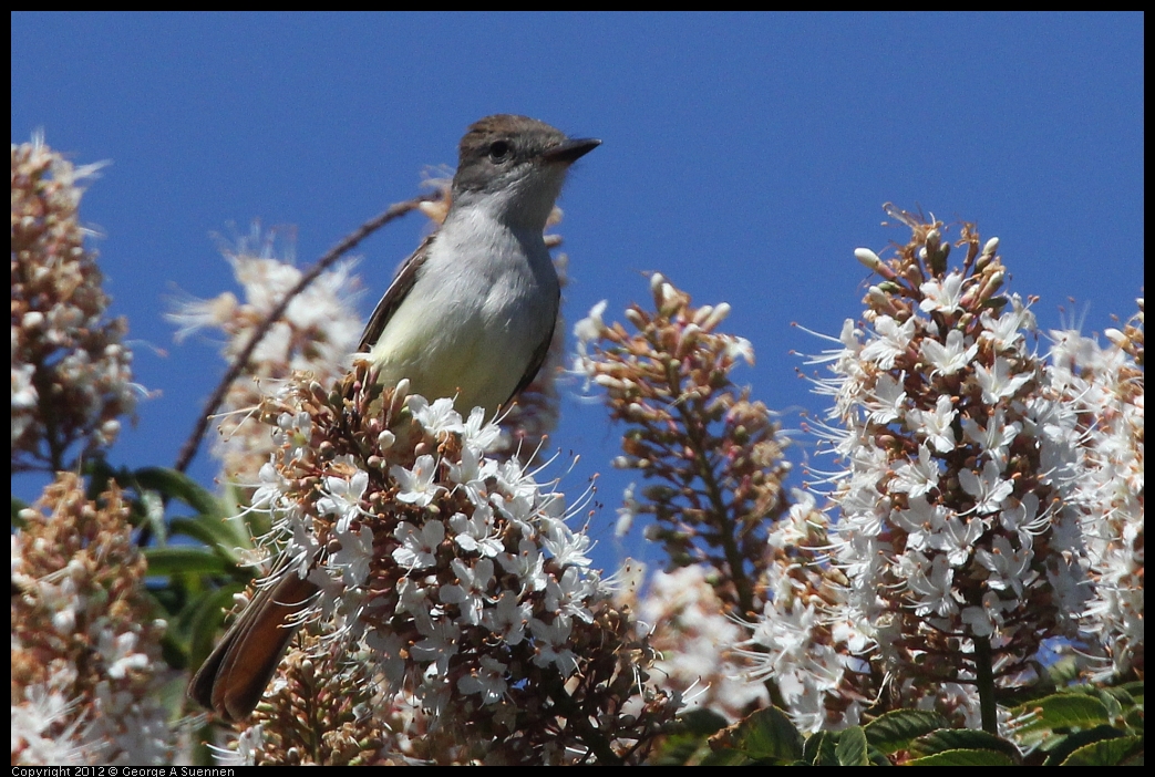 0602-100340-03.jpg - Ash-throated Flycatcher