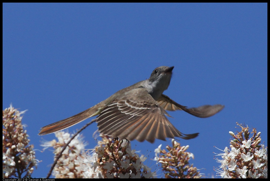 0602-100342-01.jpg - Ash-throated Flycatcher