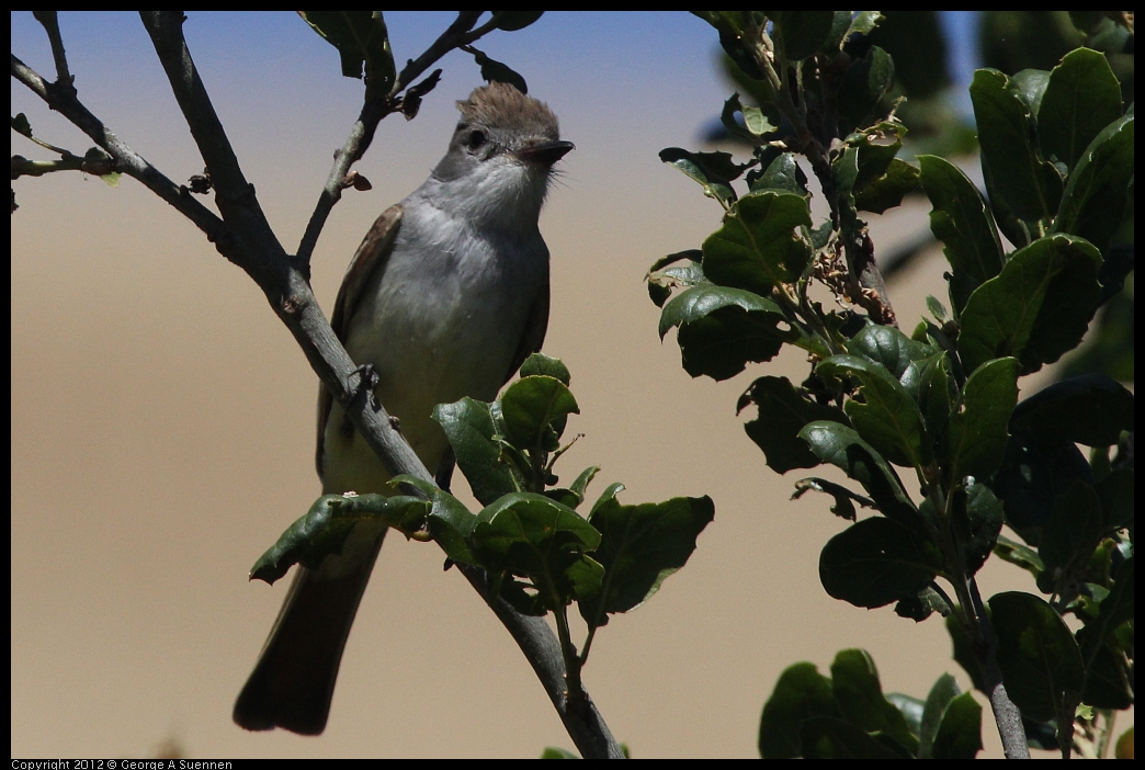 0602-100352-01.jpg - Ash-throated Flycatcher