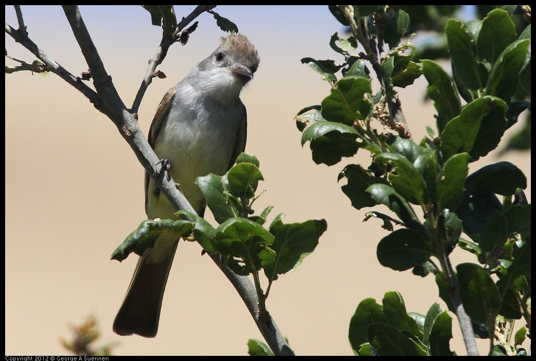 0602-100352-02.jpg - Ash-throated Flycatcher