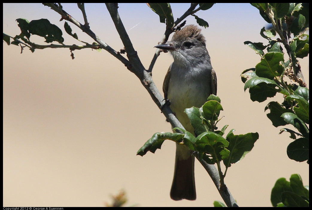 0602-100354-01.jpg - Ash-throated Flycatcher