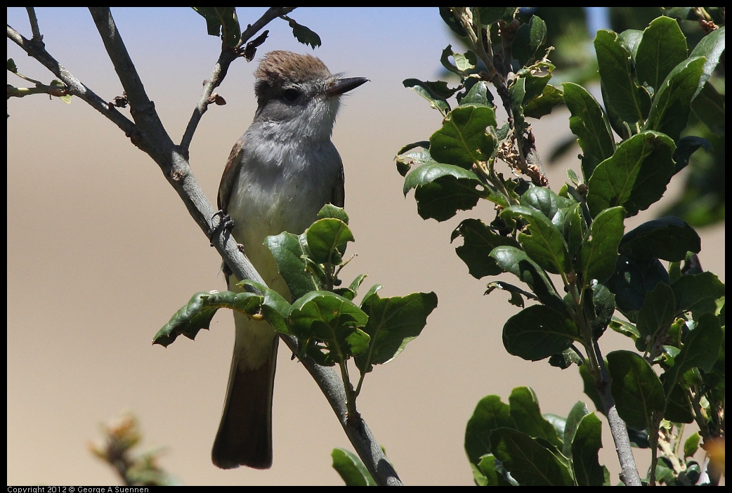 0602-100357-03.jpg - Ash-throated Flycatcher