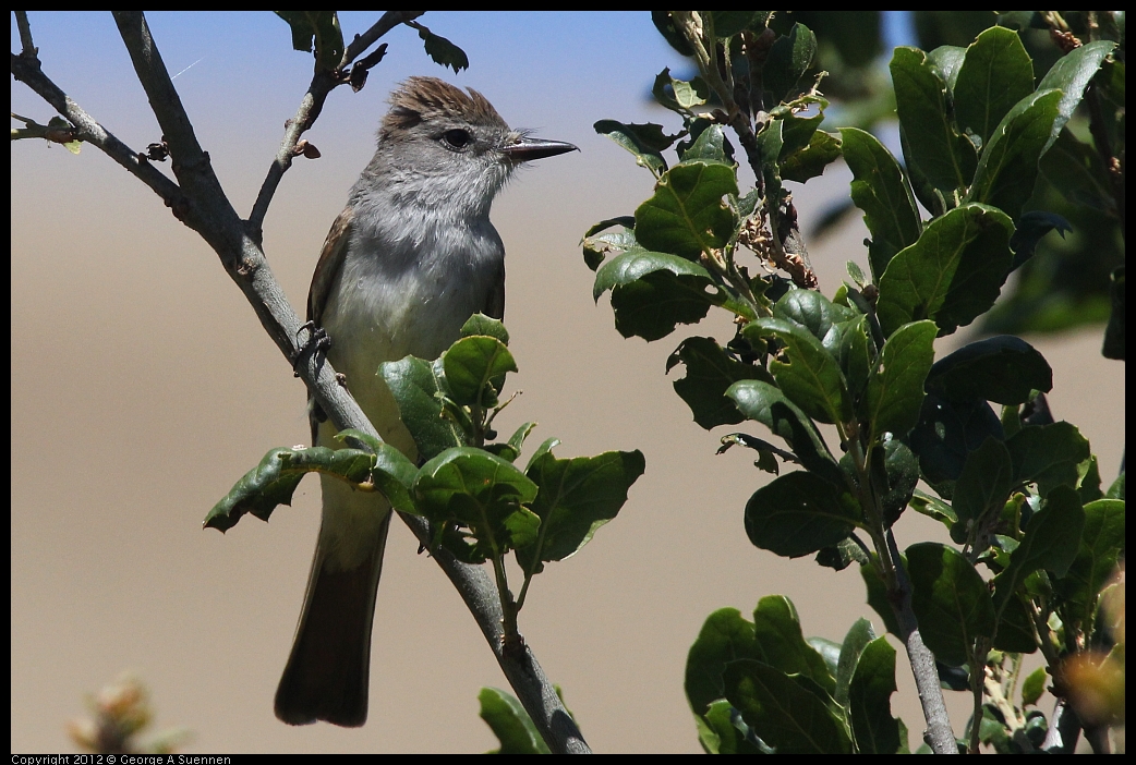 0602-100358-02.jpg - Ash-throated Flycatcher