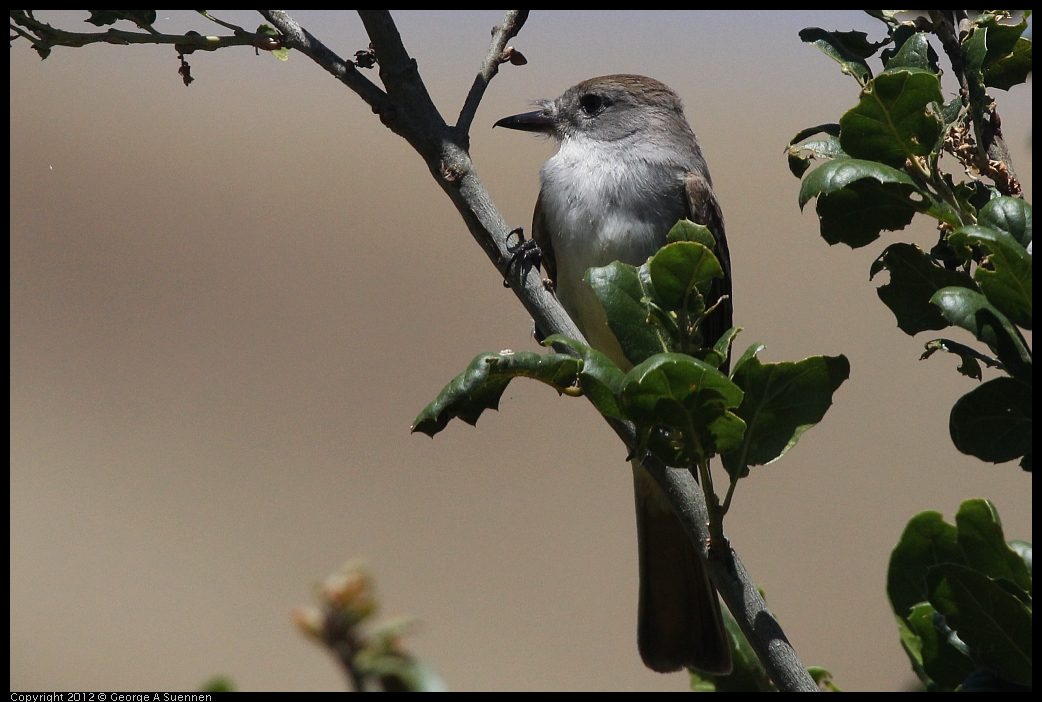 0602-100405-02.jpg - Ash-throated Flycatcher