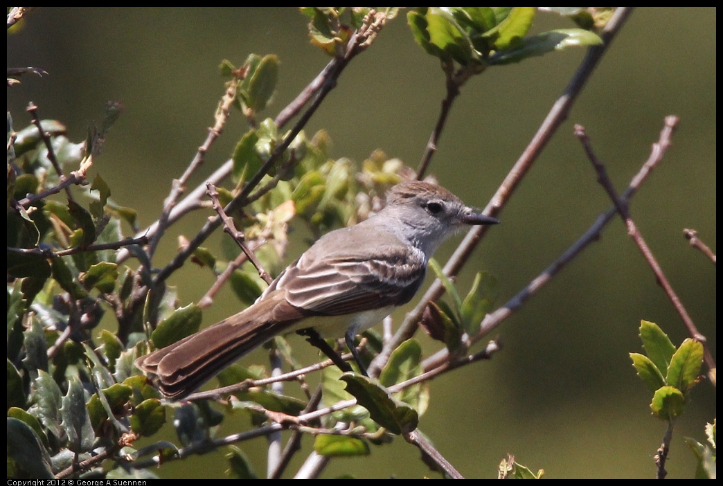 0602-100413-02.jpg - Ash-throated Flycatcher