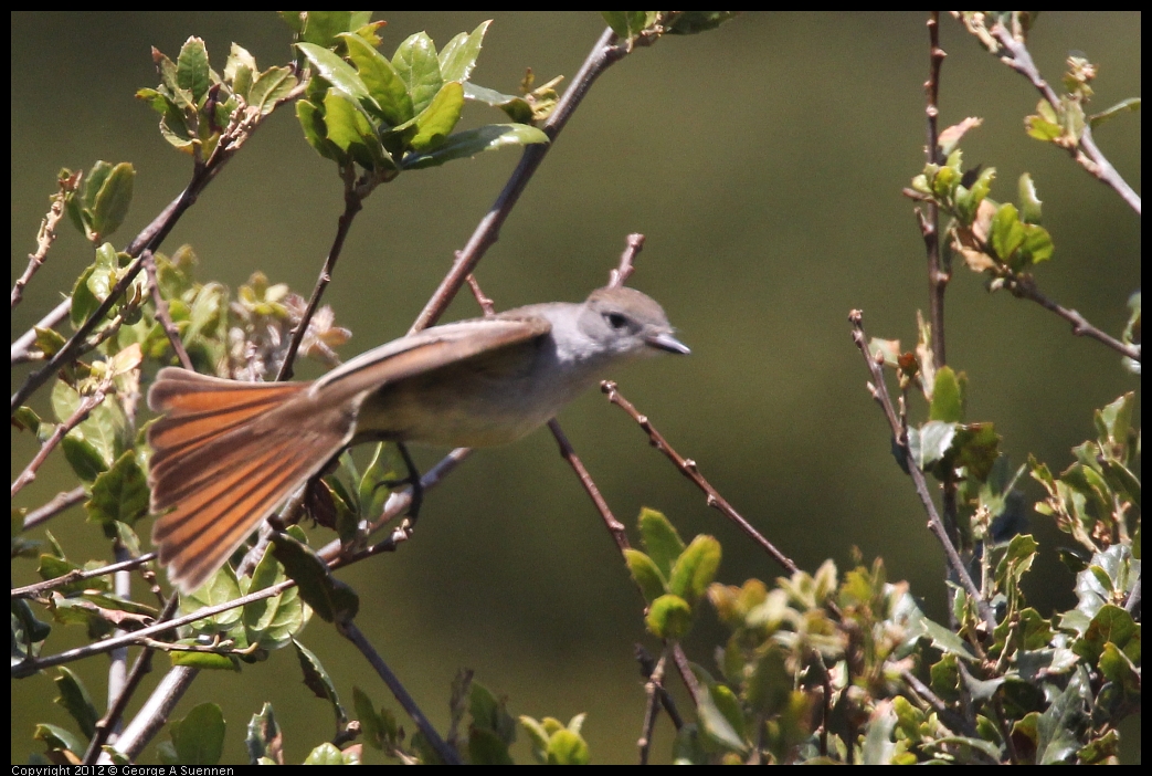 0602-100415-01.jpg - Ash-throated Flycatcher