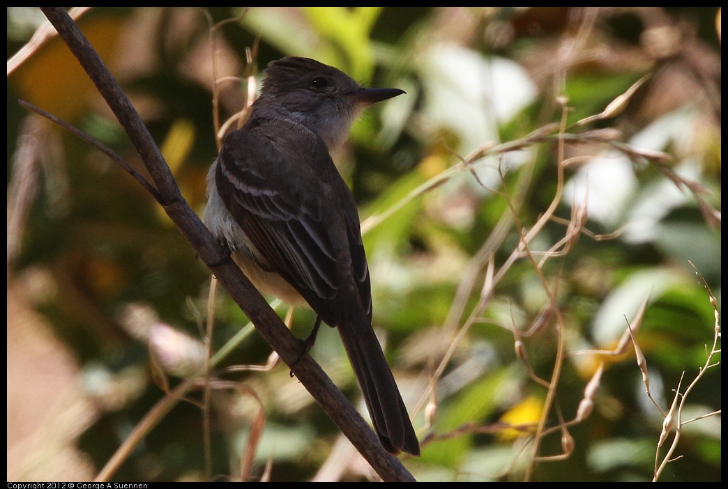 0602-101045-01.jpg - Ash-throated Flycatcher