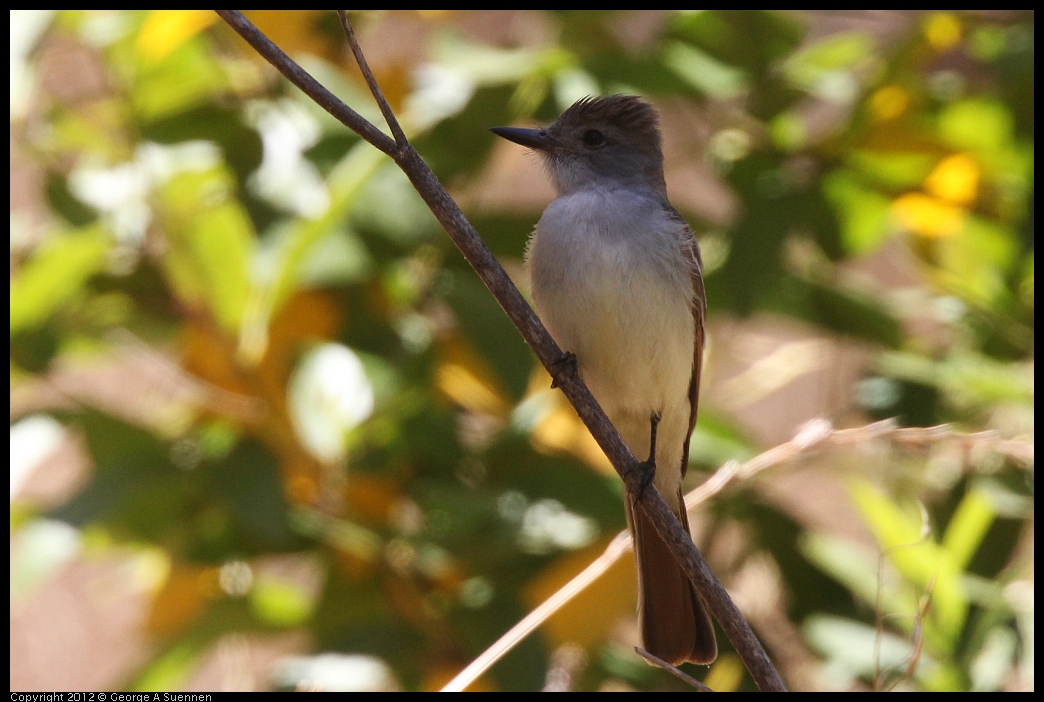 0602-101228-01.jpg - Ash-throated Flycatcher