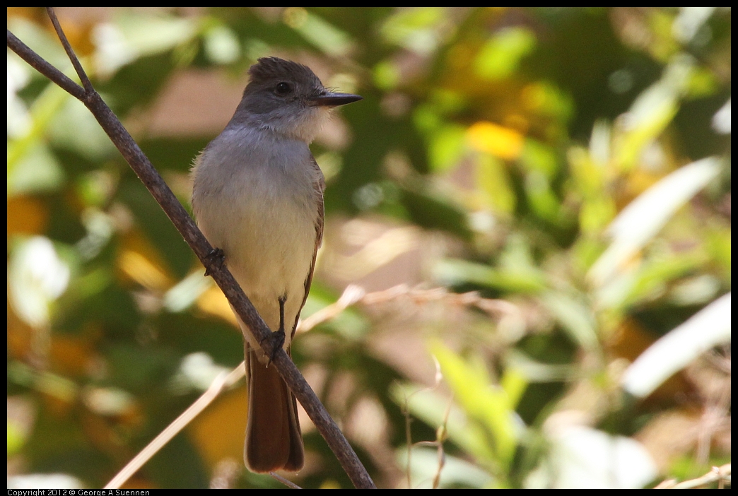 0602-101232-05.jpg - Ash-throated Flycatcher