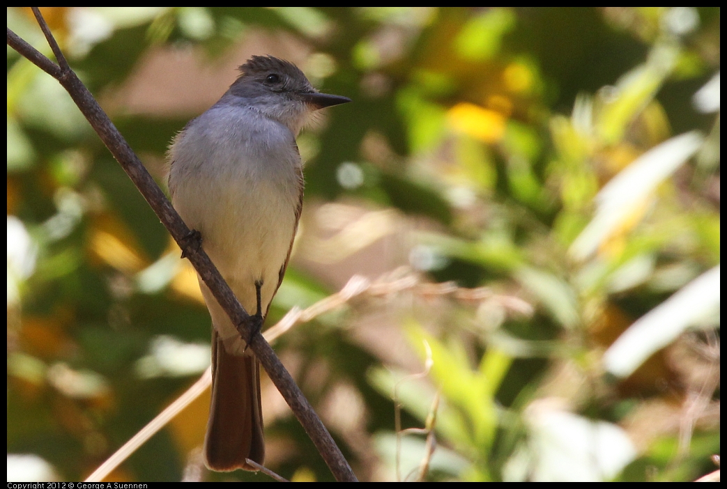 0602-101234-01.jpg - Ash-throated Flycatcher