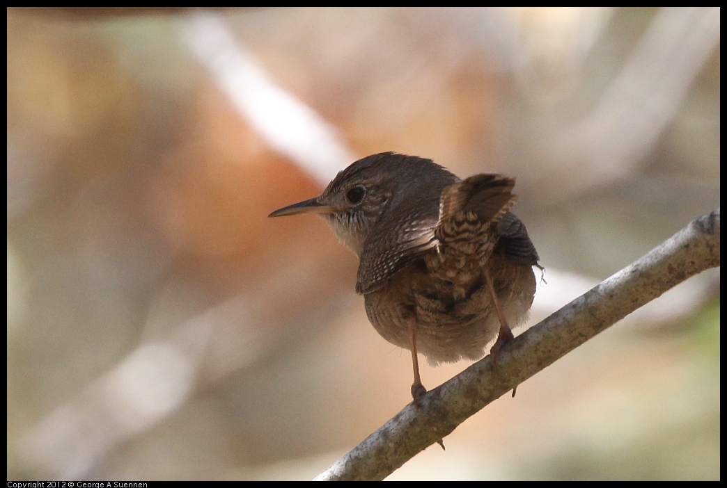 0602-101834-02.jpg - House Wren (?)