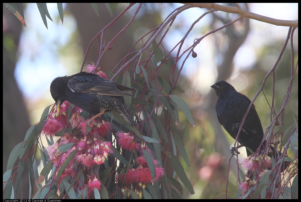 0602-102234-02.jpg - European Starling and Red-winged Blackbird