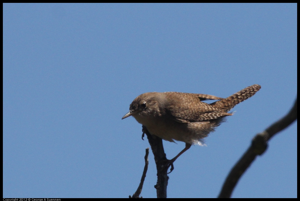 0602-102705-02.jpg - House Wren